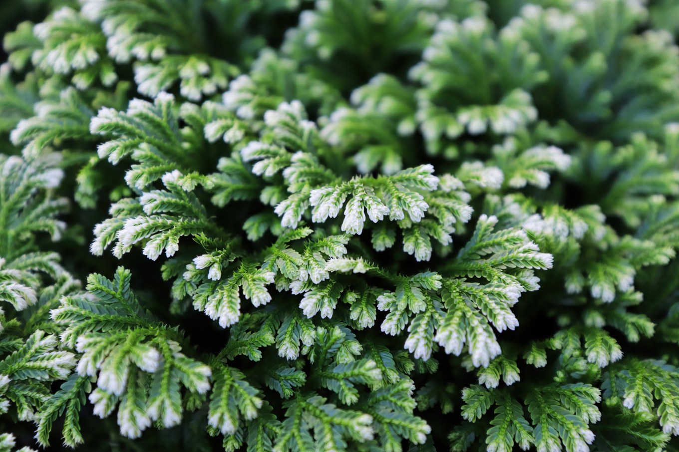 Closeup of the variegated tips on a Frosty Tip Fern.