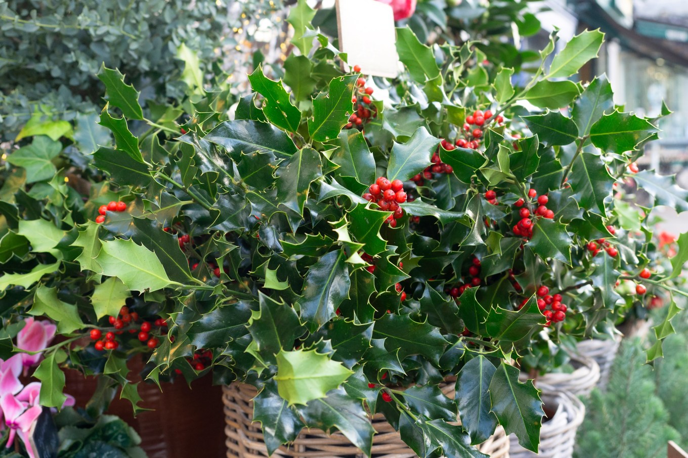 A holly plant for sale in a christmas plant display at a nursery.