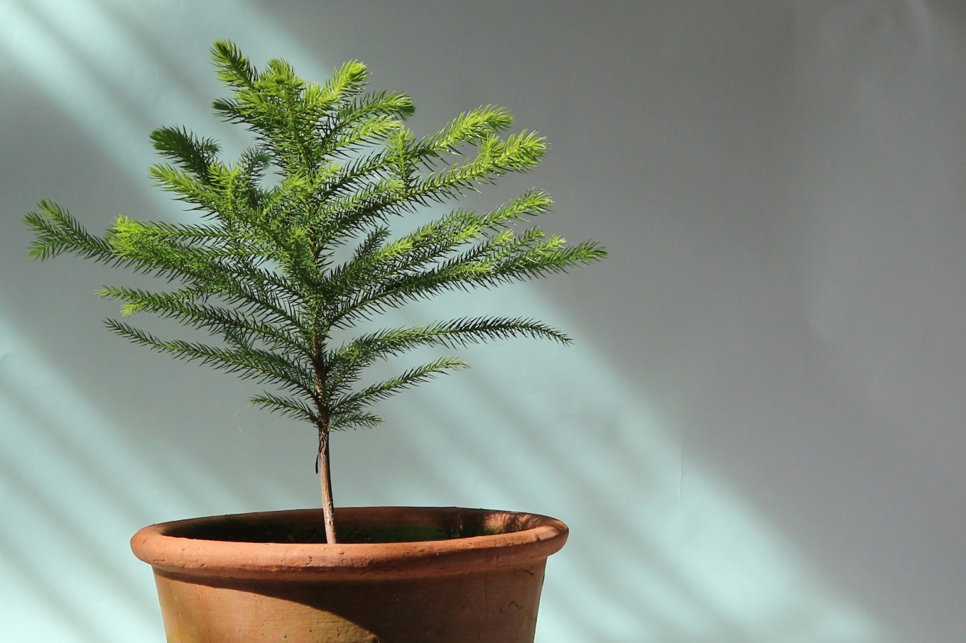 A small potted Norfolk Island pine with natural light on white background.