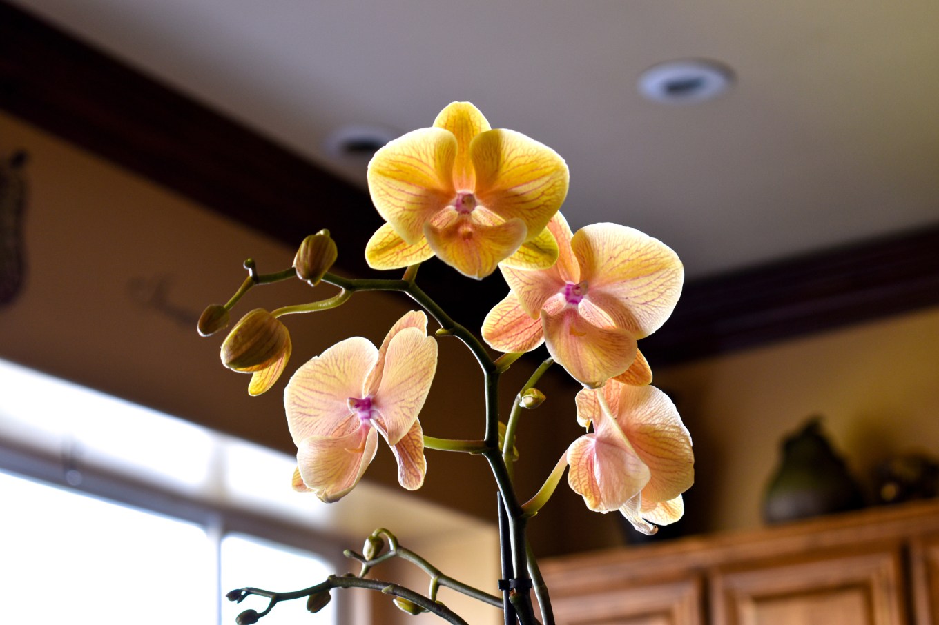 A beautiful yellow orchid in a suburban home.