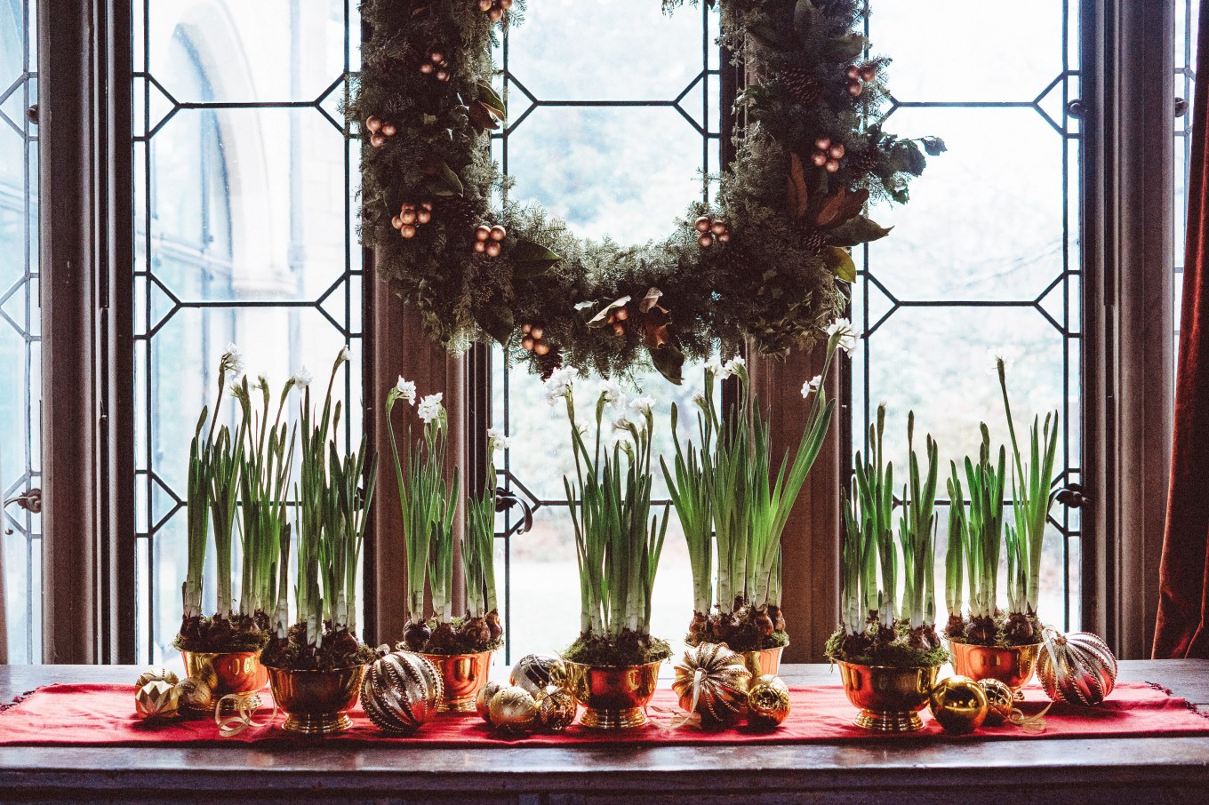 Multiple plantings of paperwhite daffodils decorating a dining room table.