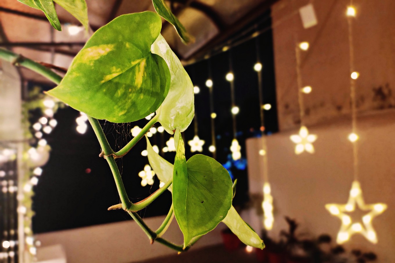 In the photo, a beautiful Golden Pothos plant can be seen, hanging in a pot near a window in a cozy home during Christmas time.