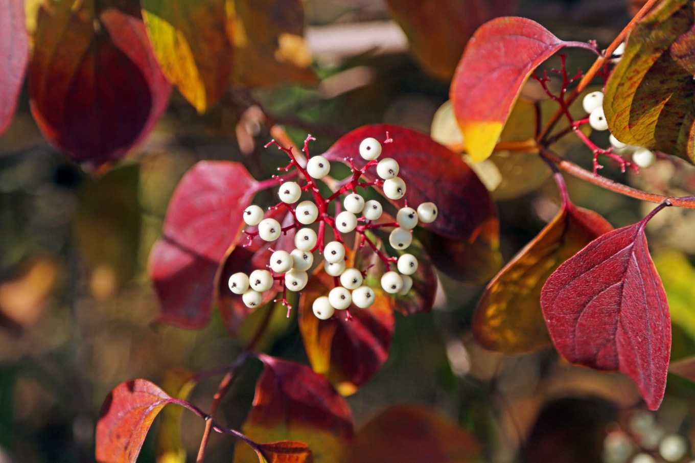 The white berries of a Red Osier Dogwood plant during the autumn.