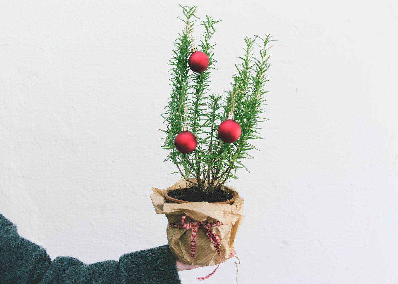 A person holding a rosemary plant with christmas baubles.