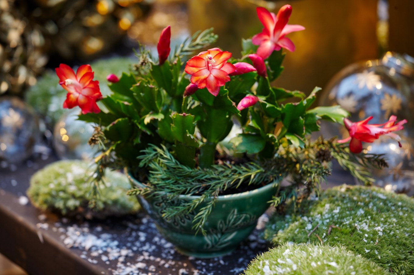 A thriving succulent with red flowers on a table with a winter holiday display.