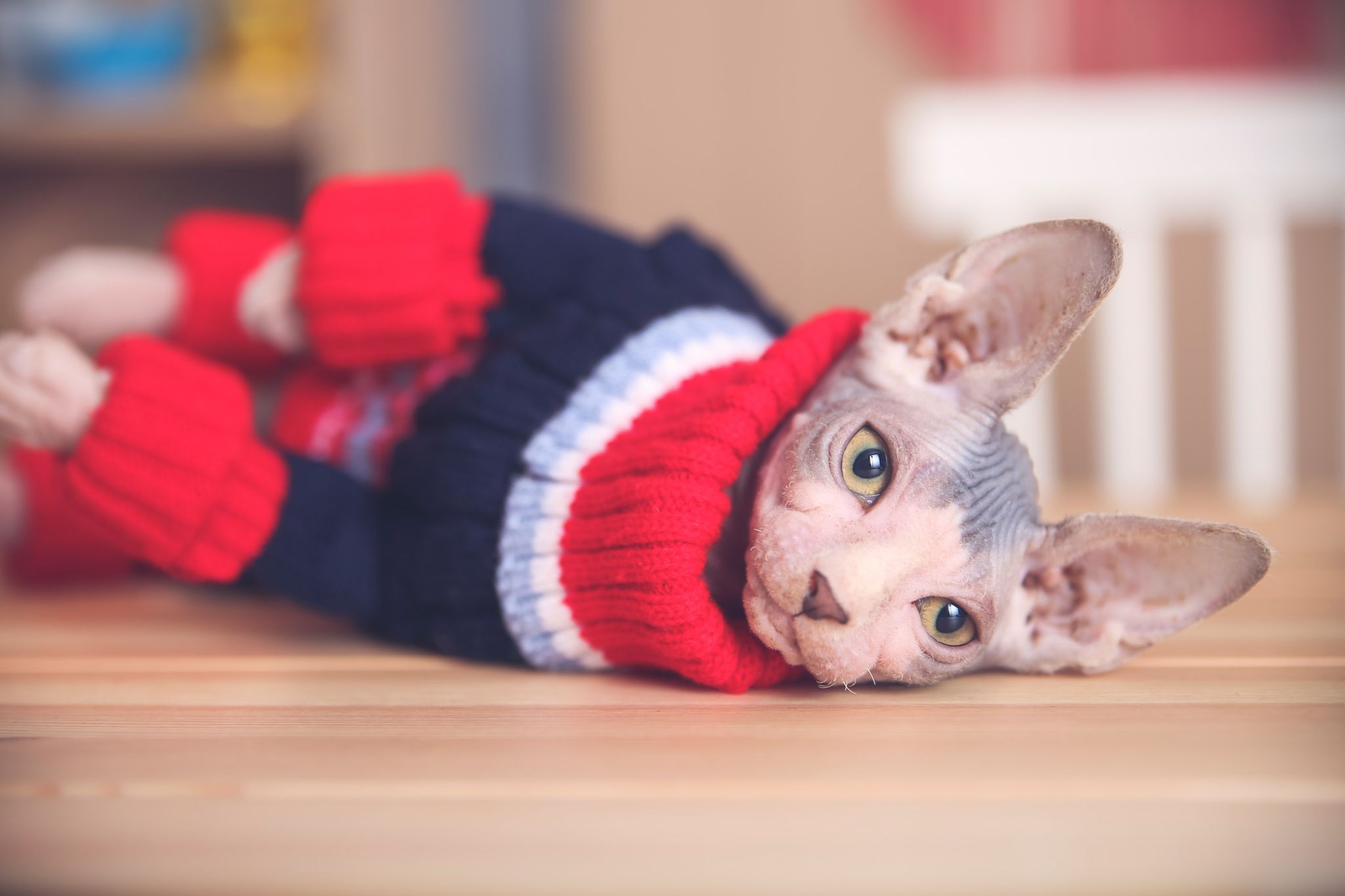 Portrait of Sphynx cat wearing pullover to keep warm in a cold house due to poor insulation.